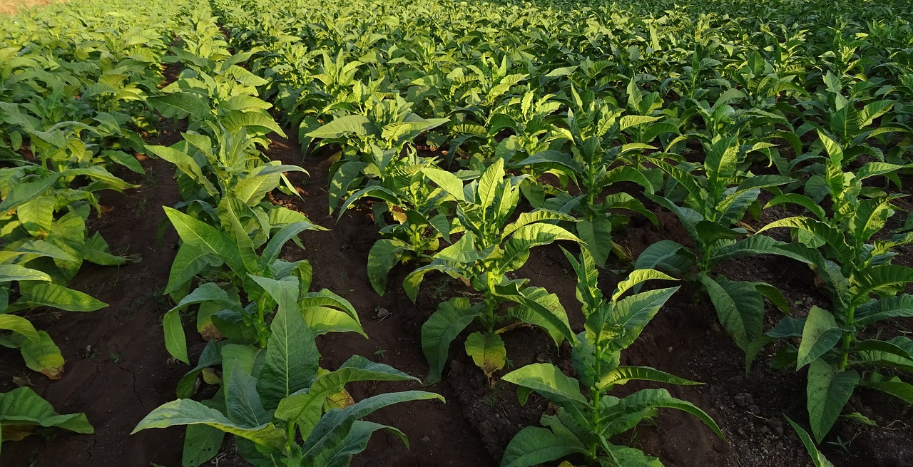 Start up: agroalimentare